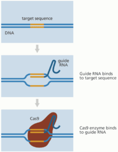 Working of CRISPR CAS9, UPSC, Current affairs, Science & Tech Working of CRISPR CAS9, UPSC, Current affairs, Science & Tech