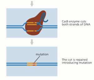 Working of CRISPR CAS9, UPSC, Current affairs, Science & Tech Working of CRISPR CAS9, UPSC, Current affairs, Science & Tech