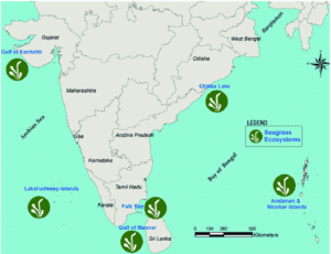 Major Seagrass Ecosystem