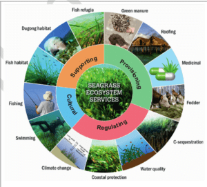 Seagrass Ecosystem Services